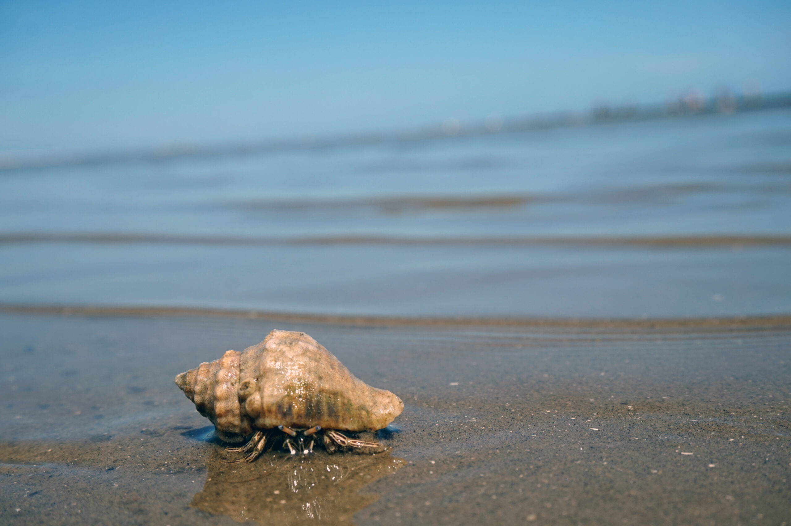 Crab crawls along the shore of the bay